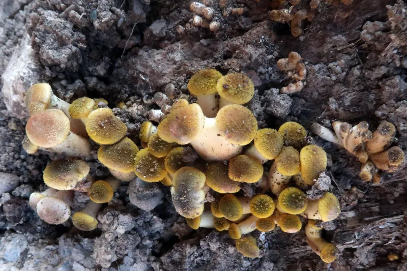 Armillaria mellea 1 - campo